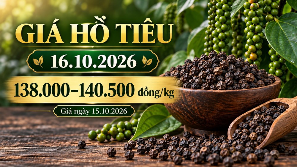 Giá hồ tiêu hôm nay 16.10.2026: Chờ sức mua sau phiên giữ giá - ảnh 1