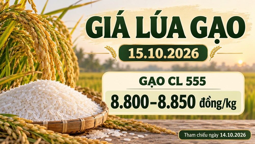 Giá lúa gạo hôm nay 15.10.2026: Gạo CL555 ở mức 8.800–8.850 đồng/kg - ảnh 1