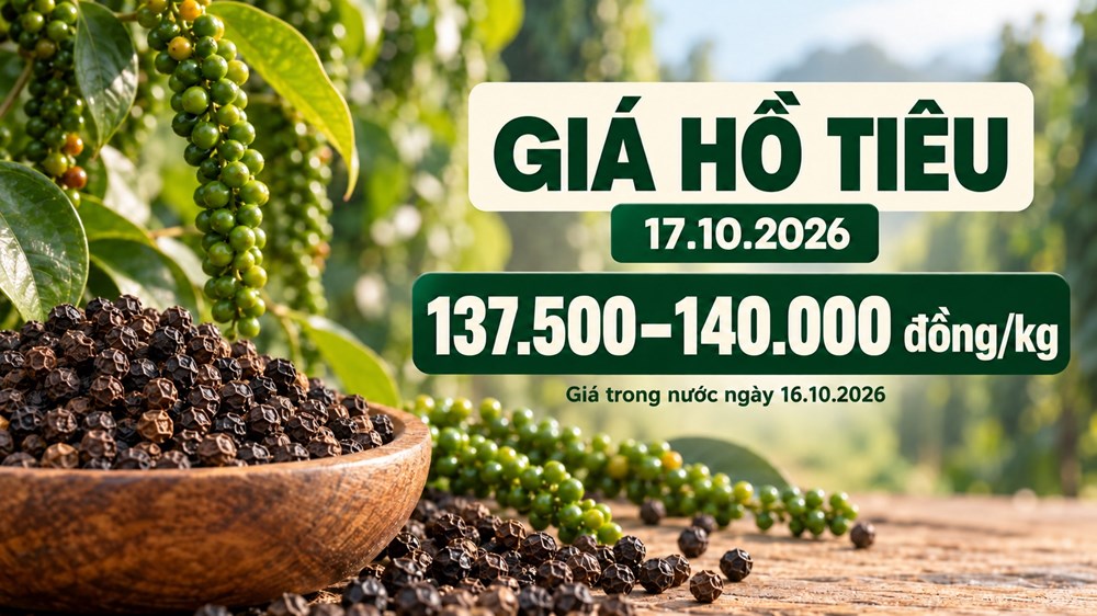 Giá hồ tiêu hôm nay 17.10.2026: Chờ lực mua sau phiên giảm - ảnh 1