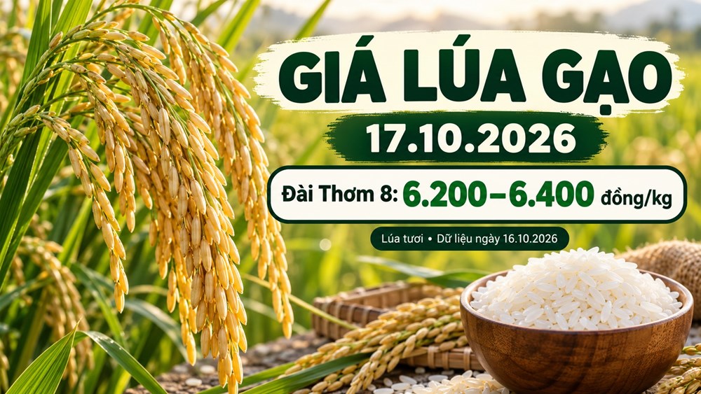 Giá lúa gạo hôm nay 17.10.2026: Sức mua quyết định nhịp mới - ảnh 1