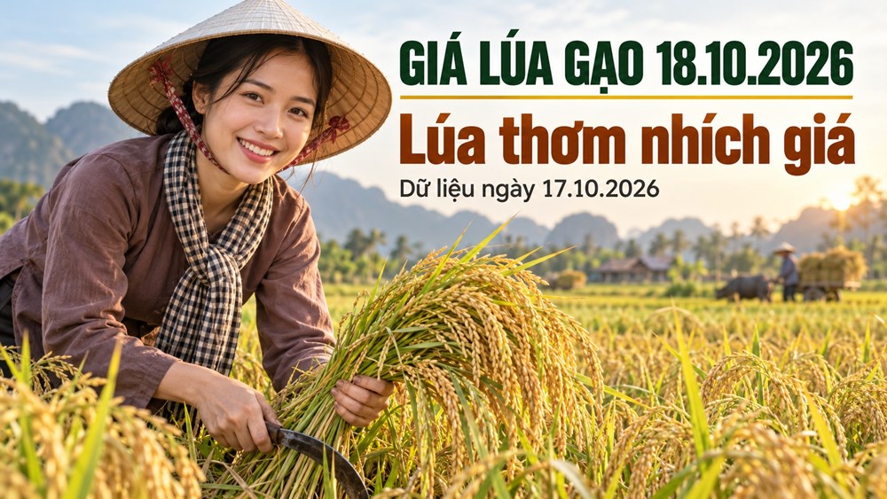Giá lúa gạo hôm nay 18.10.2026: Lúa thơm chờ thêm lực mua - ảnh 1