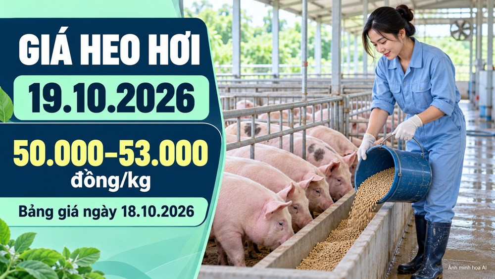 Giá heo hơi hôm nay 19.10.2026: Chờ tín hiệu phục hồi đầu tuần - ảnh 1