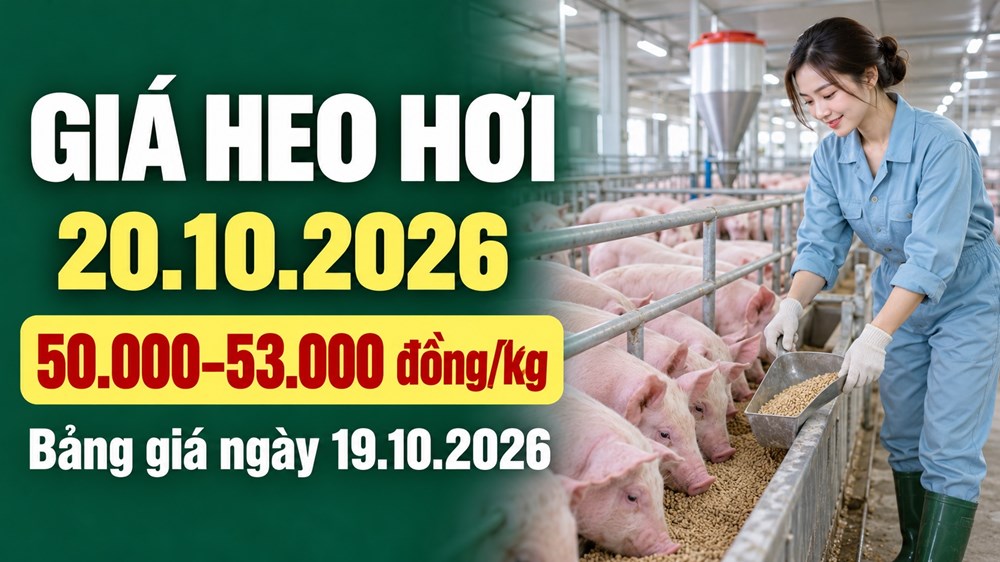 Giá heo hơi hôm nay 20.10.2026: Đà giảm tạm ngưng, triển vọng ra sao? - ảnh 1