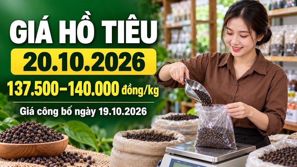 Giá hồ tiêu hôm nay 20.10.2026: Chờ sức mua mới ở vùng 140.000 đồng/kg - ảnh 1