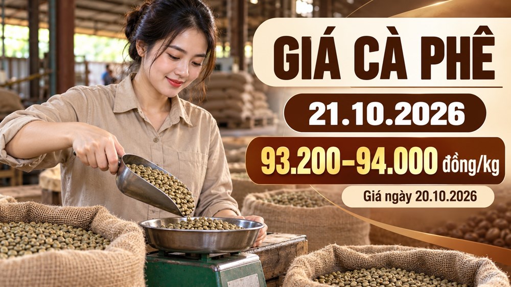 Giá cà phê hôm nay 21.10.2026: Trong nước tăng, hai sàn điều chỉnh - ảnh 1