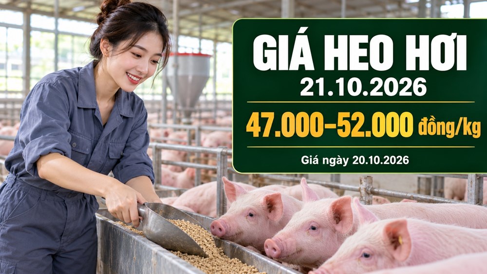 Giá heo hơi hôm nay 21.10.2026: Chờ điểm dừng sau phiên giảm mạnh - ảnh 1