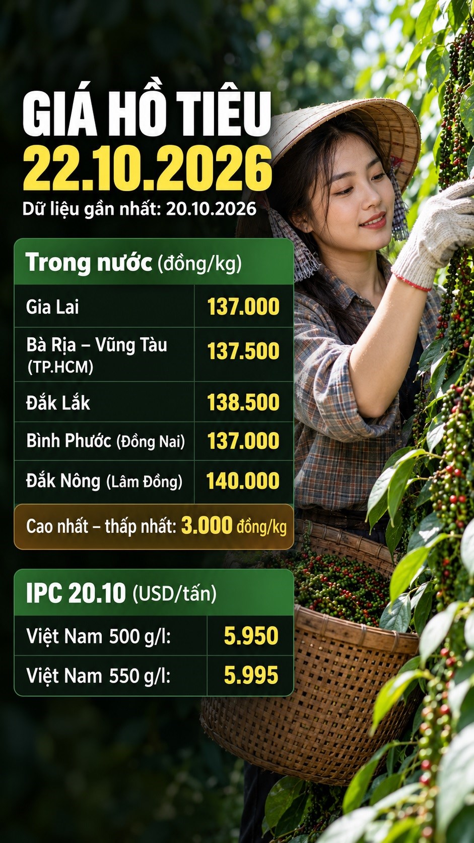 Giá hồ tiêu hôm nay 22.10.2026: Thị trường chờ bảng giá mới - ảnh 3