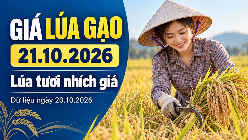 Giá lúa gạo hôm nay 21.10.2026: Lúa tươi nhích lên, sức mua còn chậm - ảnh 1