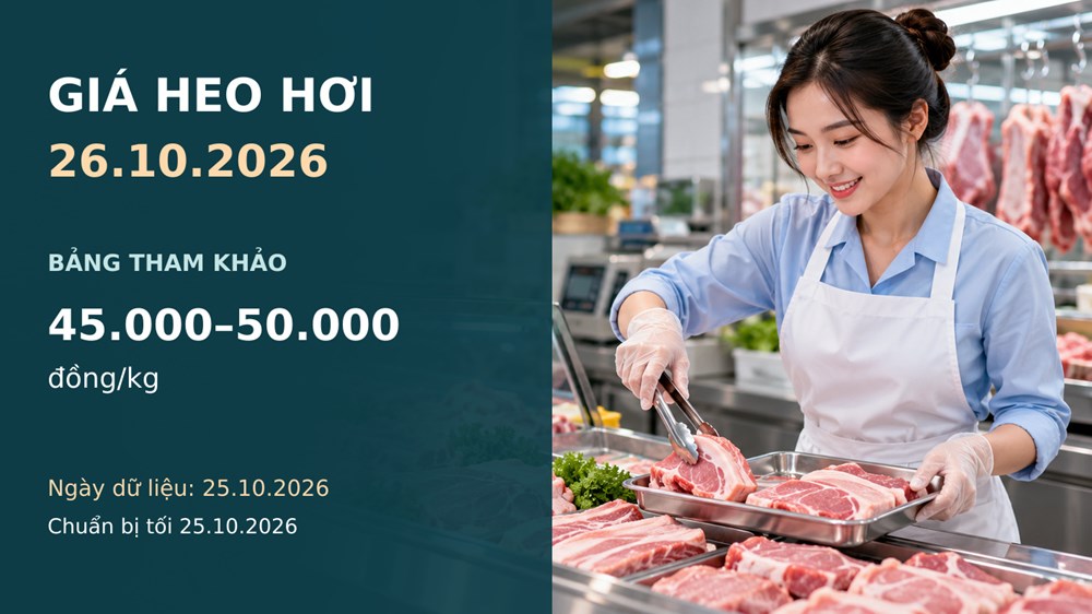 Giá heo hơi hôm nay 26.10.2026: Chờ sức mua sau tuần giảm sâu - ảnh 1