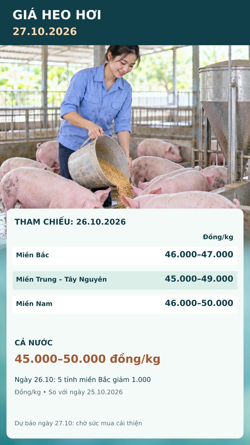 Giá heo hơi hôm nay 27.10.2026: Theo dõi sức mua sau nhịp giảm - ảnh 3