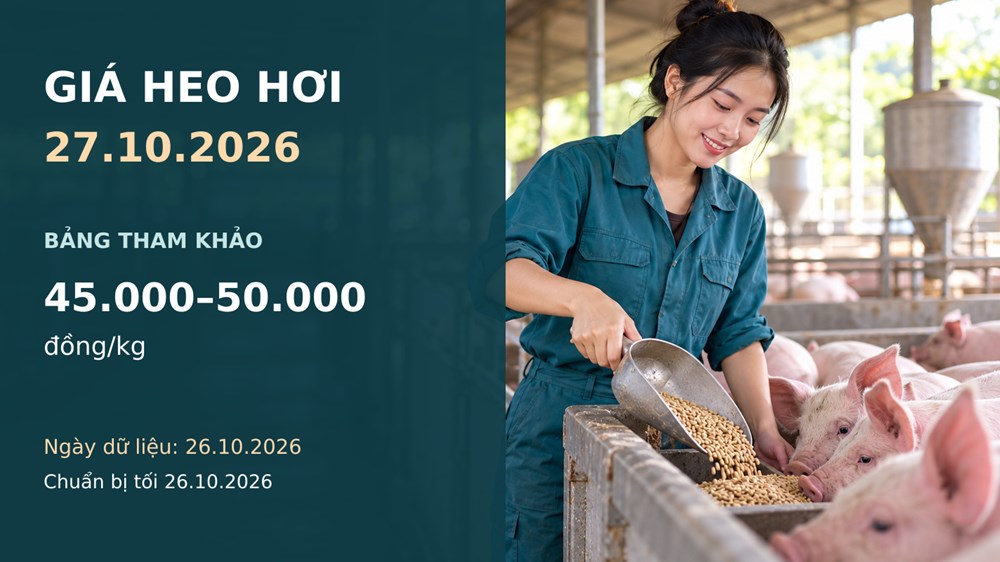 Giá heo hơi hôm nay 27.10.2026: Theo dõi sức mua sau nhịp giảm - ảnh 1