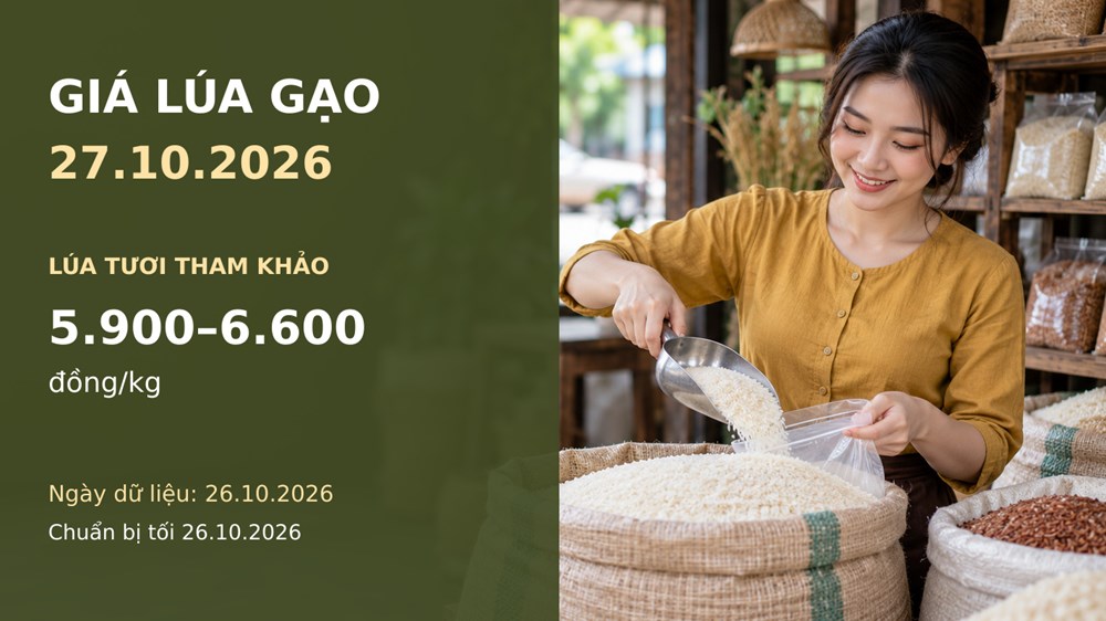 Giá lúa gạo hôm nay 27.10.2026: Gạo thơm xuất khẩu ở mức nào? - ảnh 1