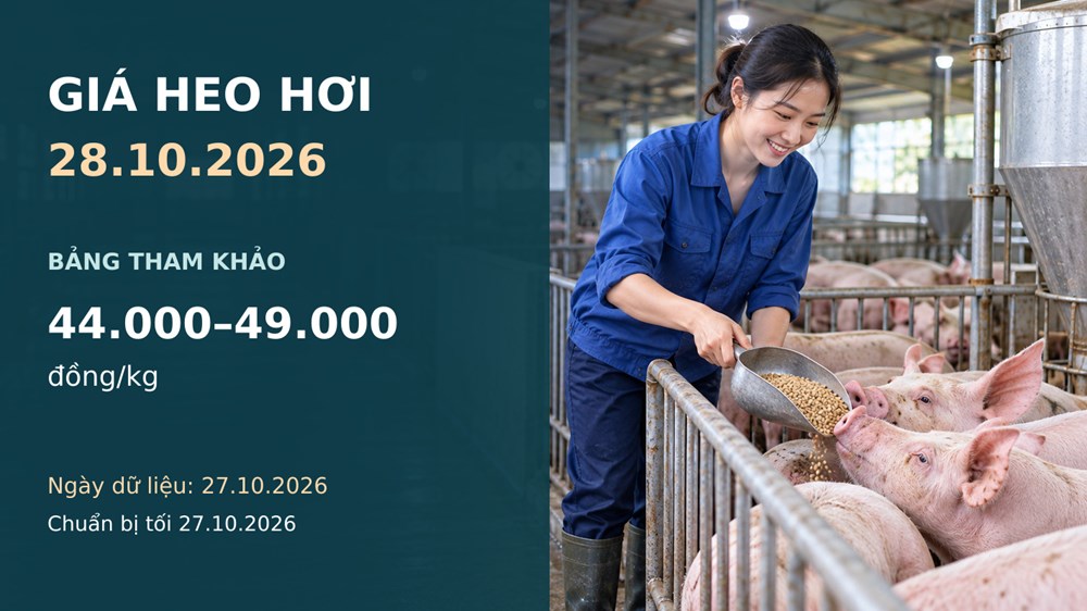 Giá heo hơi hôm nay 28.10.2026: Theo dõi sức mua sau nhịp giảm rộng - ảnh 1