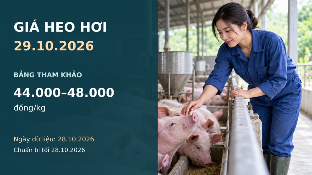 Giá heo hơi hôm nay 29.10.2026: Chờ tín hiệu sau nhịp giảm thu hẹp - ảnh 1
