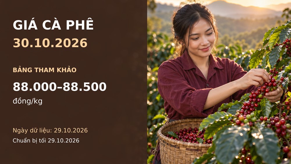 Giá cà phê hôm nay 30.10.2026: Áp lực vụ mới và diễn biến sàn đan xen - ảnh 1
