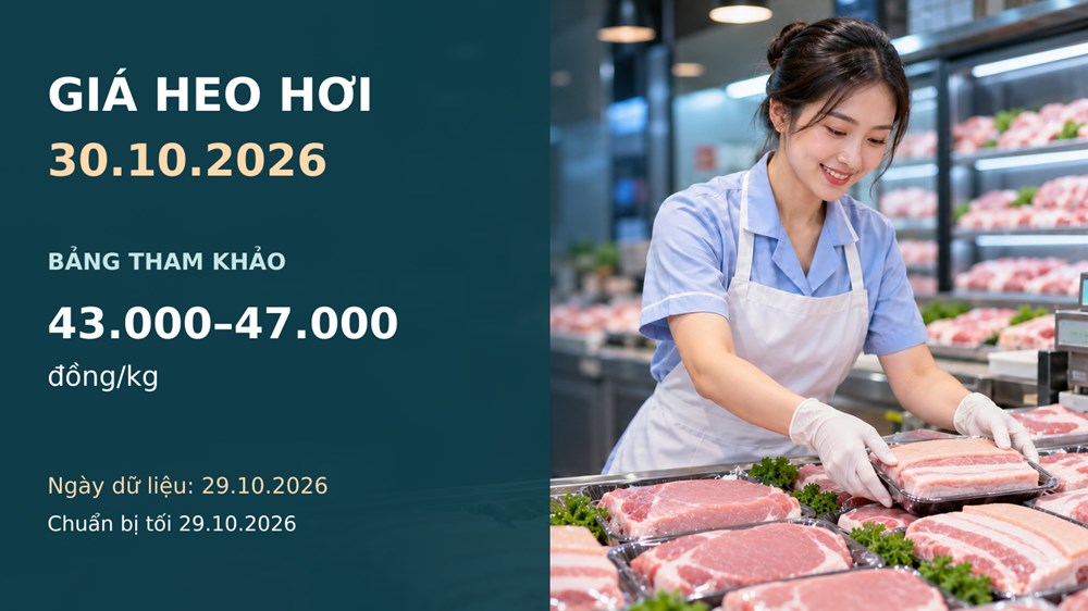 Giá heo hơi hôm nay 30.10.2026: Áp lực giảm lan rộng trên ba miền - ảnh 1