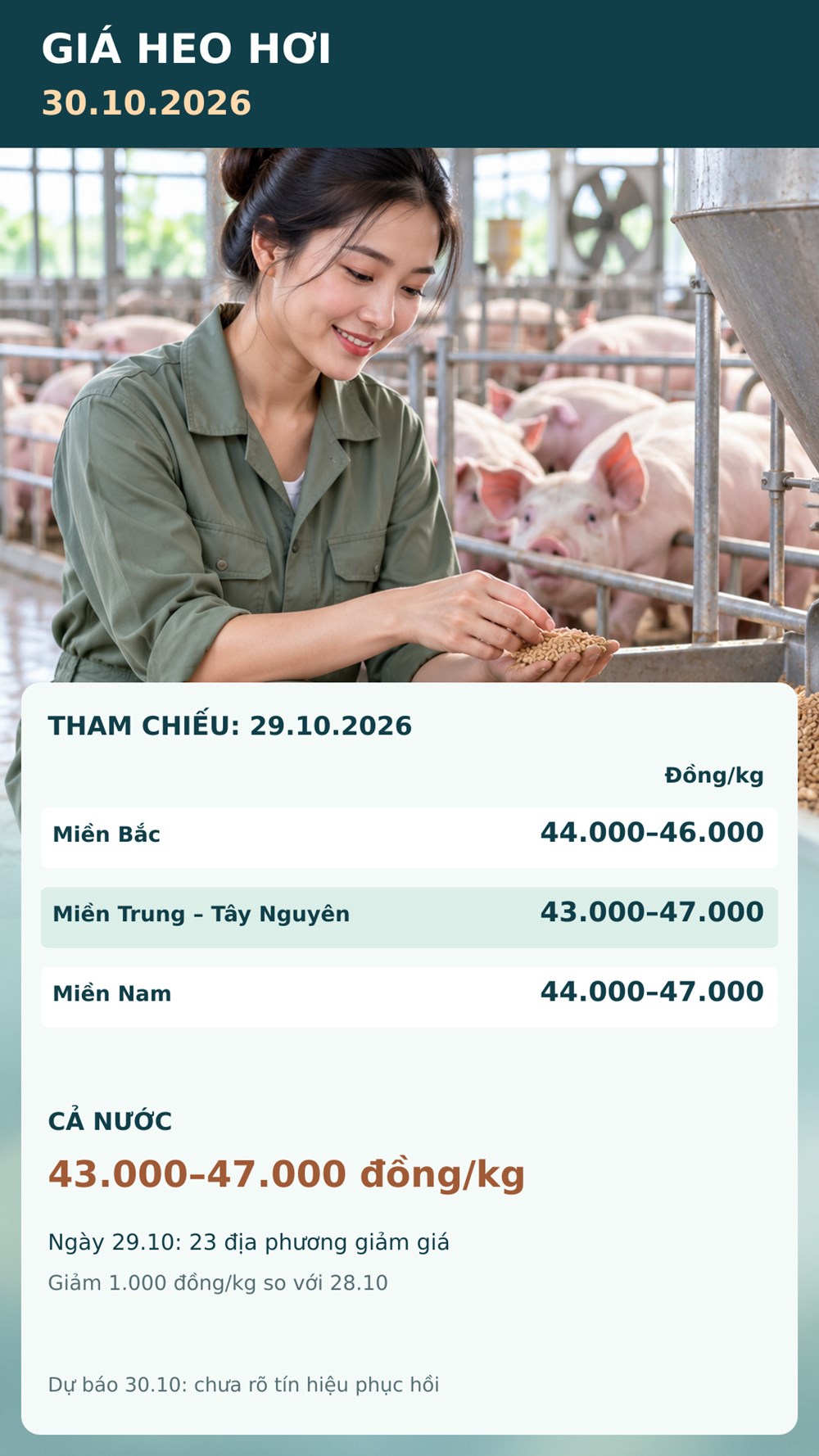 Giá heo hơi hôm nay 30.10.2026: Áp lực giảm lan rộng trên ba miền - ảnh 3