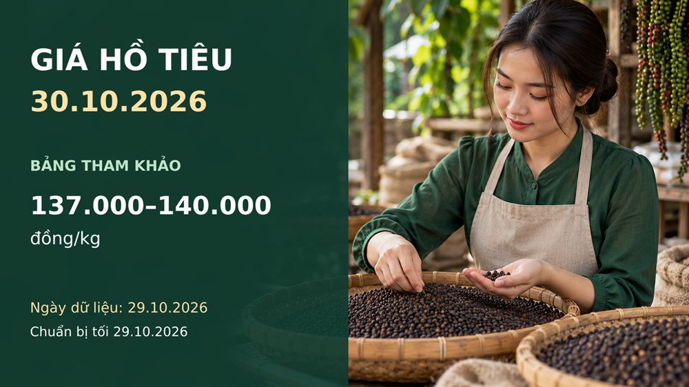 Giá hồ tiêu hôm nay 30.10.2026: Chờ lực mua xuất khẩu cuối năm - ảnh 1