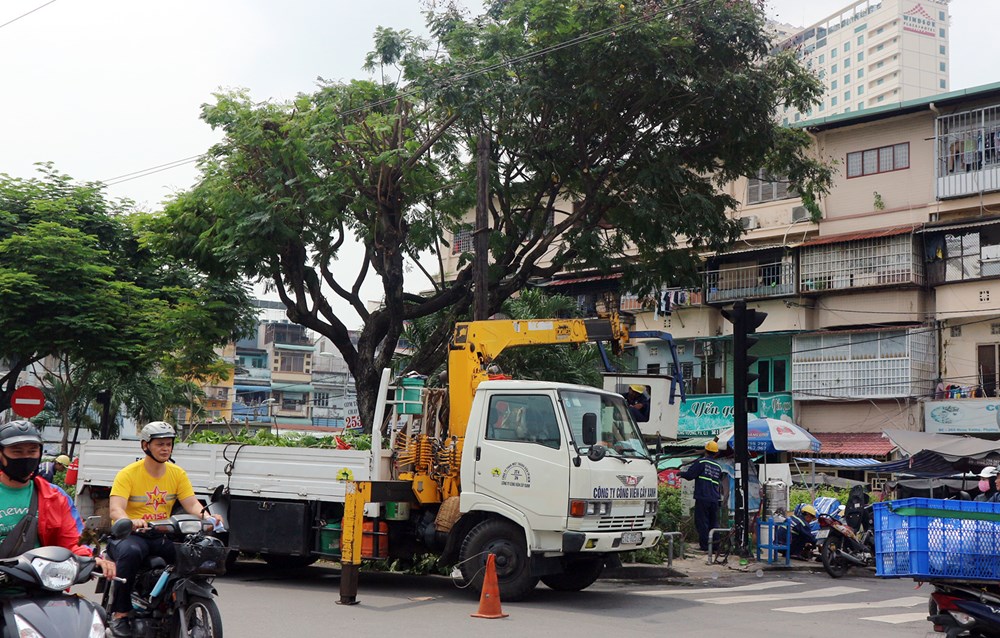 Nghiên cứu giải pháp tìm ra khuyết tật cây xanh - ảnh 2