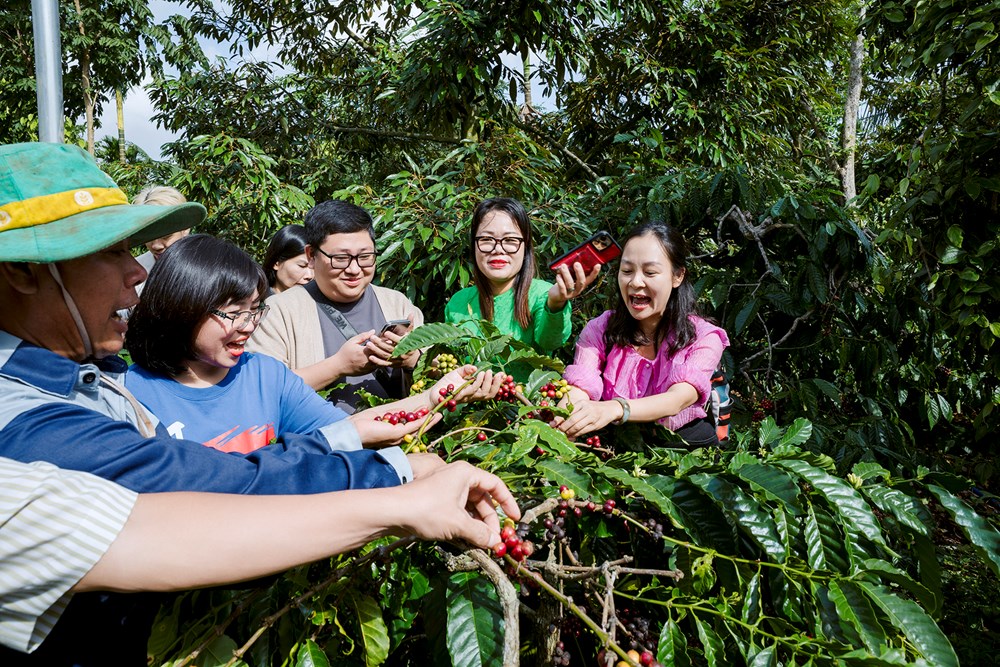 Hướng tới lộ trình xây dựng hồ sơ “Tri thức trồng và chế biến cà phê Đắk Lắk” trình UNESCO - ảnh 5