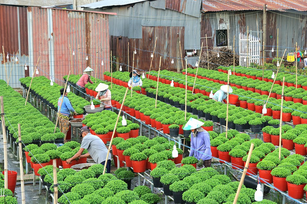 Đồng Tháp tổ chức Festival Hoa - Kiểng Sa Đéc lần II năm 2025 'Sắc hoa ngày mới' - ảnh 5