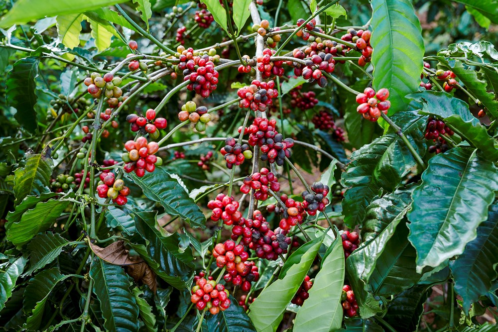 Di sản cà phê toàn cầu và chiến lược nâng tầm giá trị cà phê Việt - ảnh 3