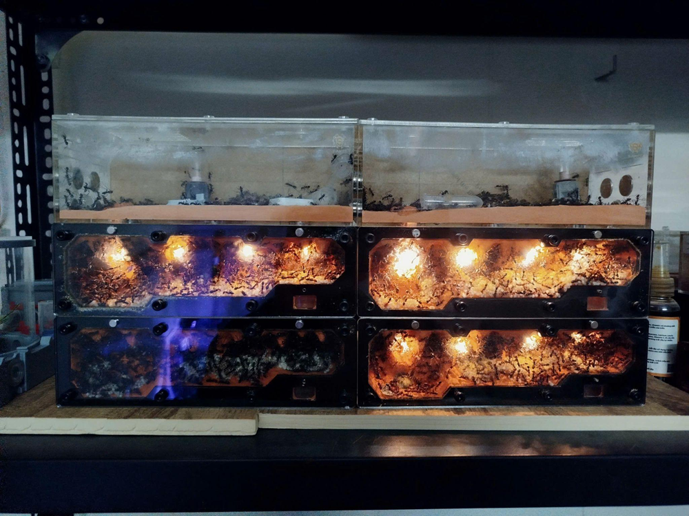 Độc lạ đam mê “chăn kiến“ - ảnh 1