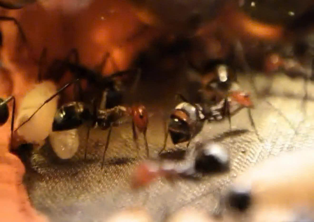 Độc lạ đam mê “chăn kiến“ - ảnh 2