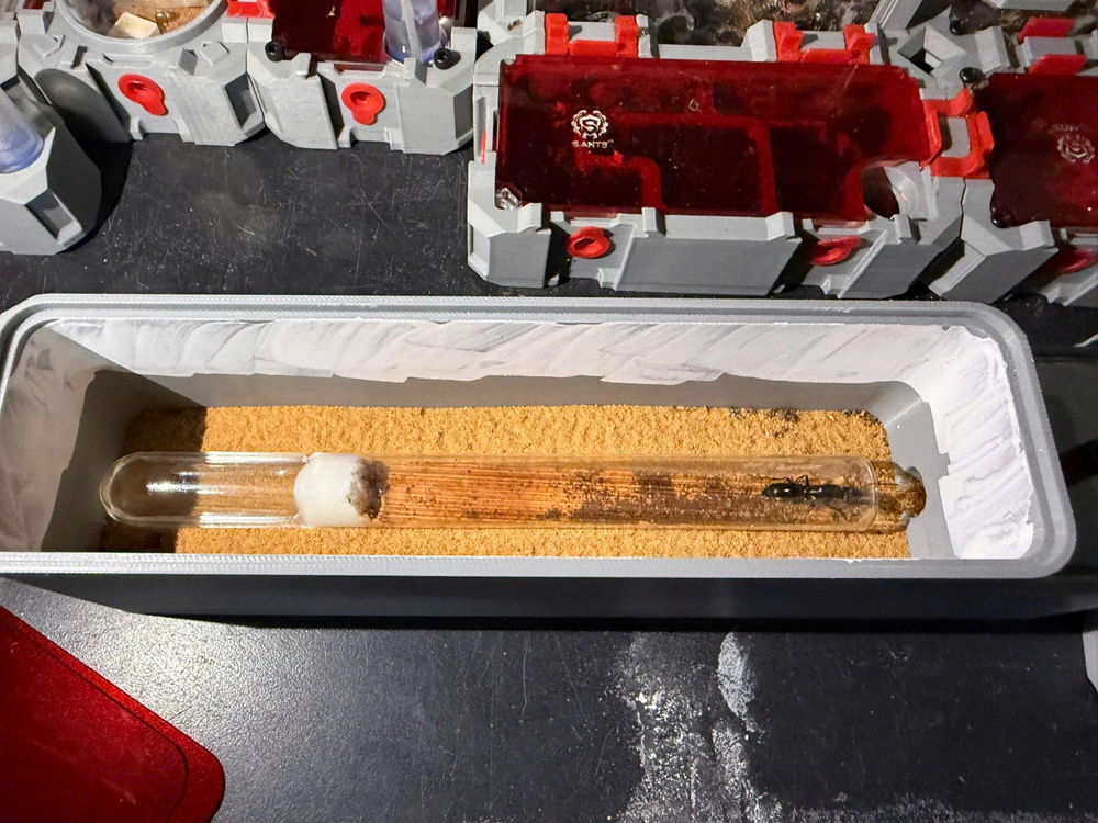 Độc lạ đam mê “chăn kiến“ - ảnh 3