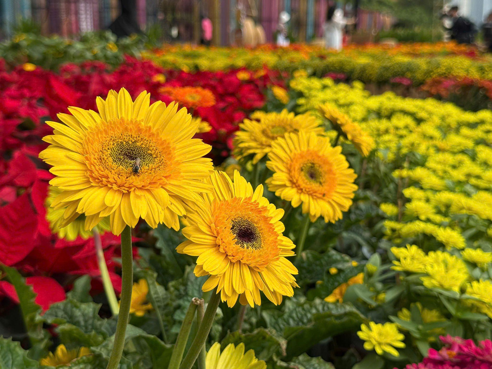 TP.HCM: Sắc xuân trong những khung hình - ảnh 4