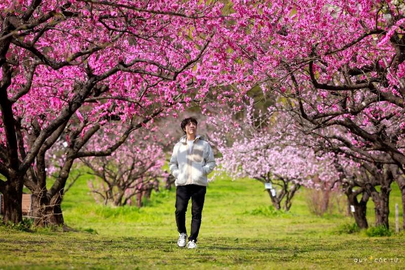 Ngắm hoa anh đào tuyệt đẹp ở Fukushima cùng Ngô Trần Hải An - ảnh 1