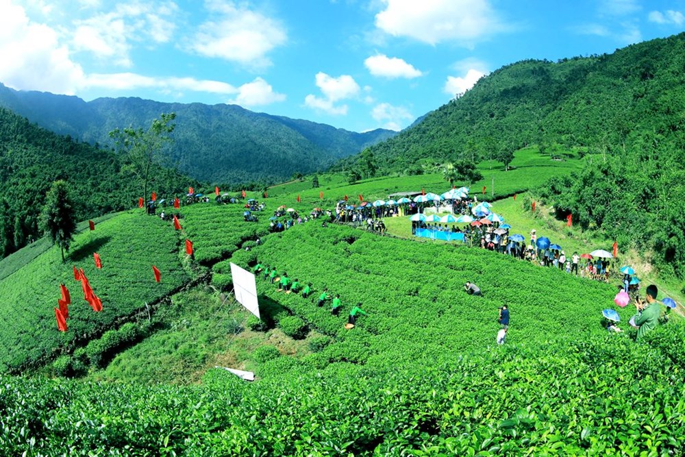 Thái Nguyên đẩy mạnh quảng bá du lịch gắn với văn hóa trà - ảnh 5