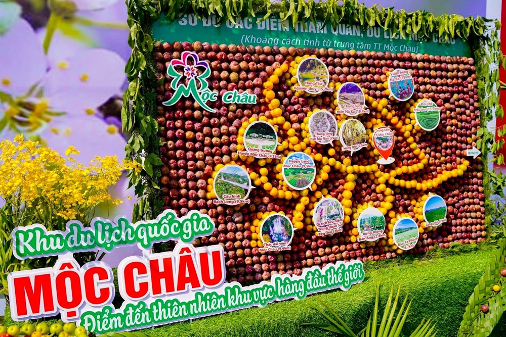 Đến Mộc Châu trải nghiệm hái mận tại vườn - ảnh 3