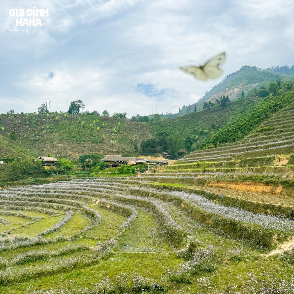 Homestay tại Lào Cai kín phòng 3 tháng liên tiếp nhờ “Gia đình Haha“ - ảnh 4