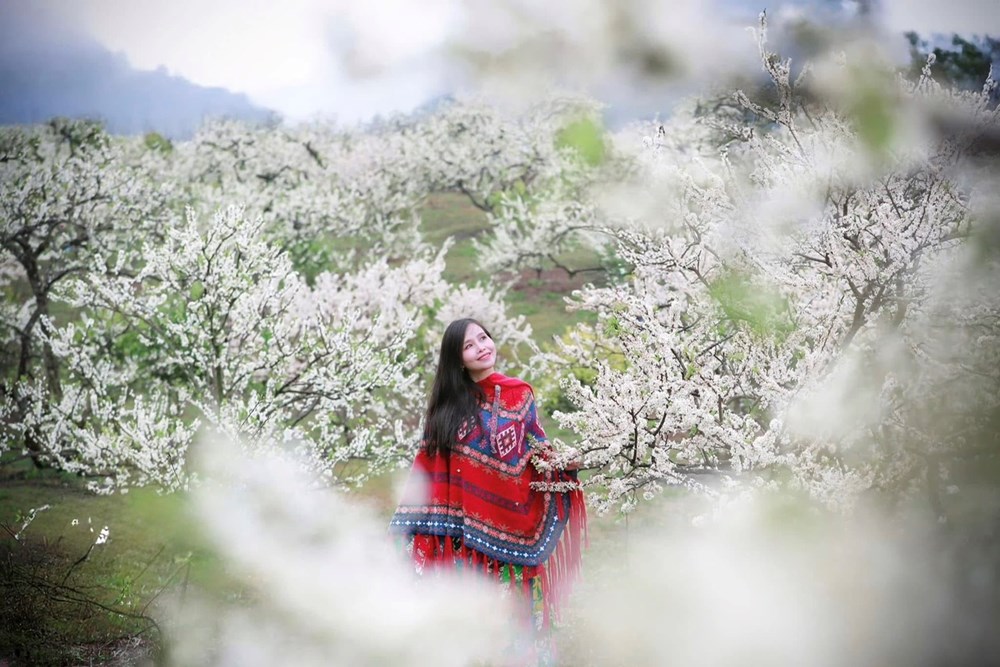 Mộc Châu - Hẹn ước mùa hoa - ảnh 1