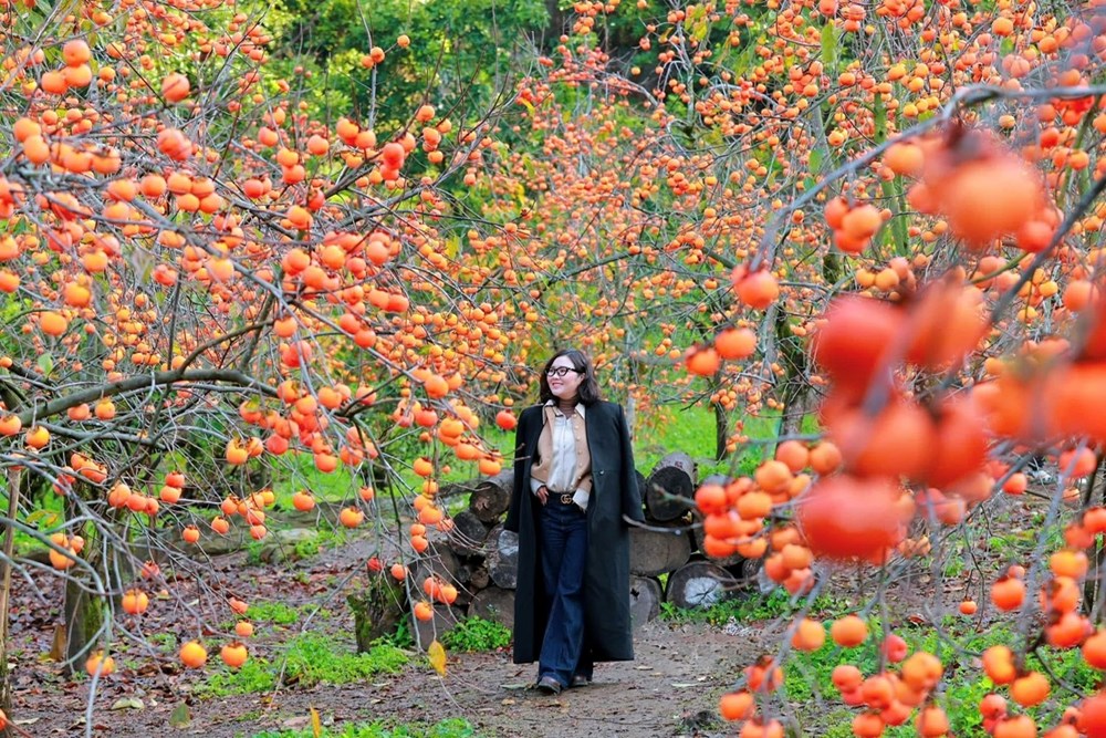 Mộc Châu - Hẹn ước mùa hoa - ảnh 2
