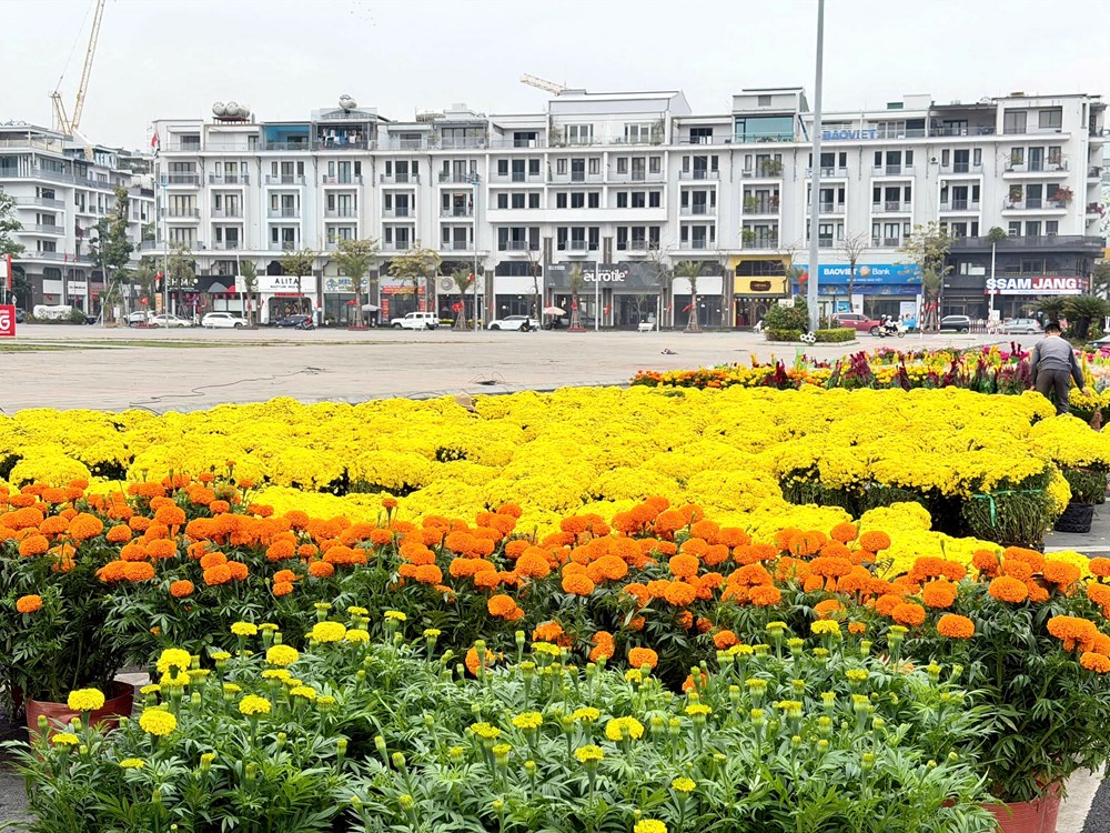 Xuân rực rỡ bên kỳ quan Vịnh Hạ Long - ảnh 2