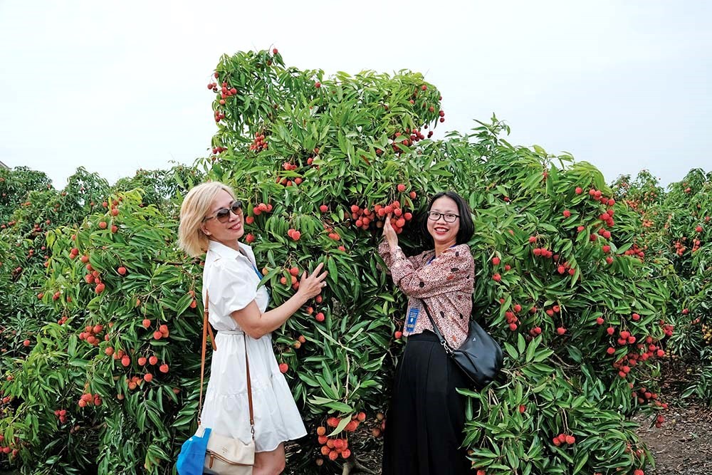 Phát triển du lịch nông thôn gắn với cây ăn quả chủ lực - ảnh 1