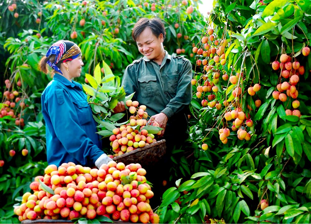 Phát triển du lịch nông thôn gắn với cây ăn quả chủ lực - ảnh 2