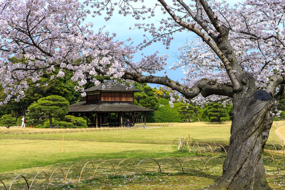 Thăm Korakuen - một trong ba khu vườn đẹp nhất Nhật Bản - ảnh 2