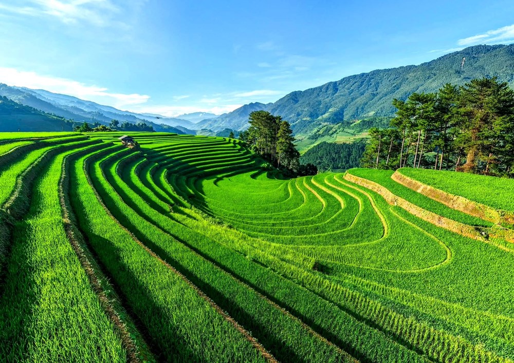 Bay dù lượn trên mùa vàng, chạy ultra trail giữa ruộng bậc thang Mù Cang Chải - ảnh 3