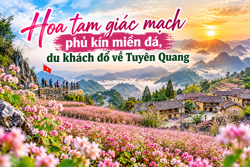 Hoa tam giác mạch phủ kín miền đá, du khách đổ về Tuyên Quang - ảnh 1