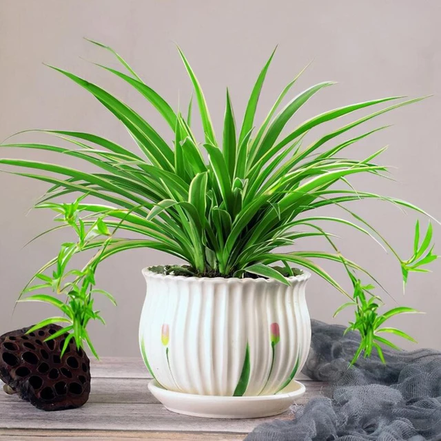 5 loại cây trồng “vàng” giúp tăng cường sức khỏe thể chất và tinh thần cho tuổi trung niên - ảnh 1
