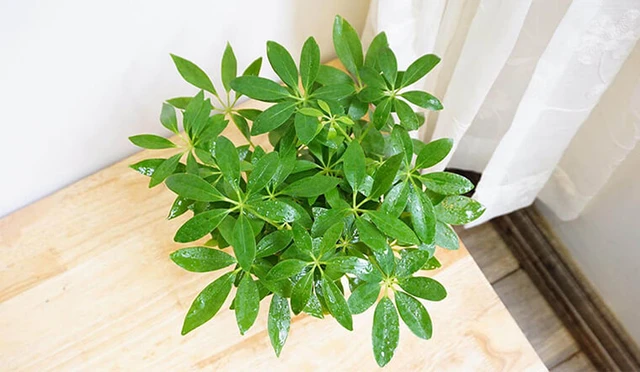 5 loại cây trồng “vàng” giúp tăng cường sức khỏe thể chất và tinh thần cho tuổi trung niên - ảnh 4
