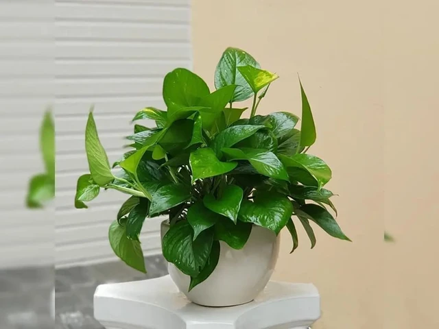 5 loại cây trồng “vàng” giúp tăng cường sức khỏe thể chất và tinh thần cho tuổi trung niên - ảnh 5