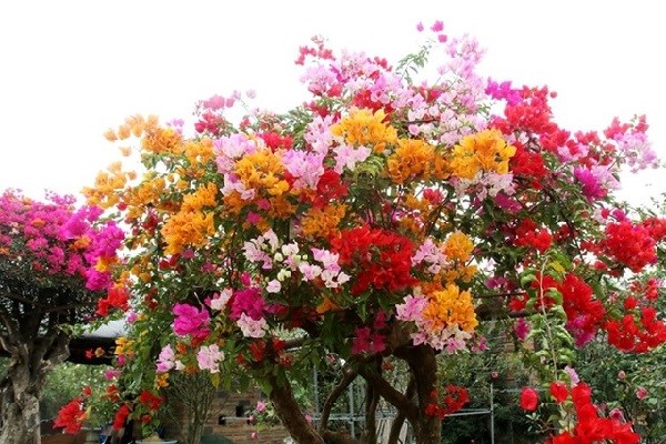 9 lý do tại sao gia đình nào cũng nên trồng cây hoa giấy - ảnh 2