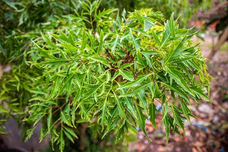 5 loại lá cây cảnh phổ biến có tác dụng kỳ diệu cho sức khỏe - ảnh 1
