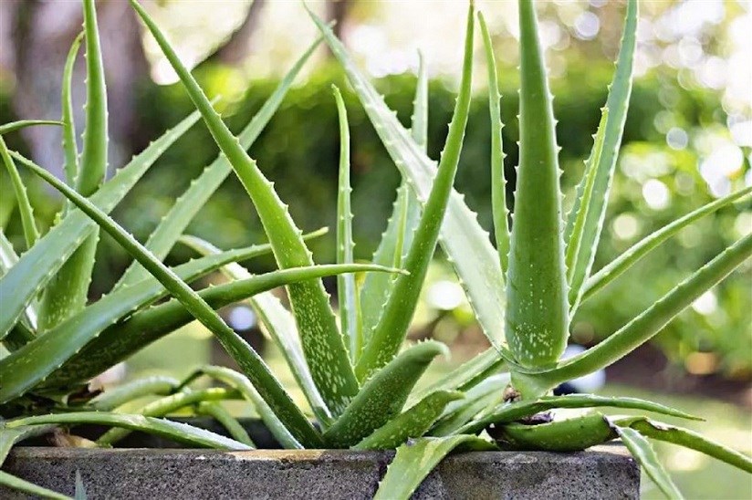 5 loại lá cây cảnh phổ biến có tác dụng kỳ diệu cho sức khỏe - ảnh 4