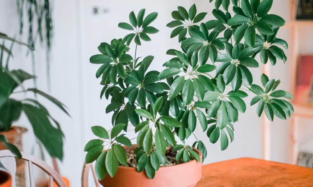 5 loại lá cây cảnh phổ biến có tác dụng kỳ diệu cho sức khỏe - ảnh 2