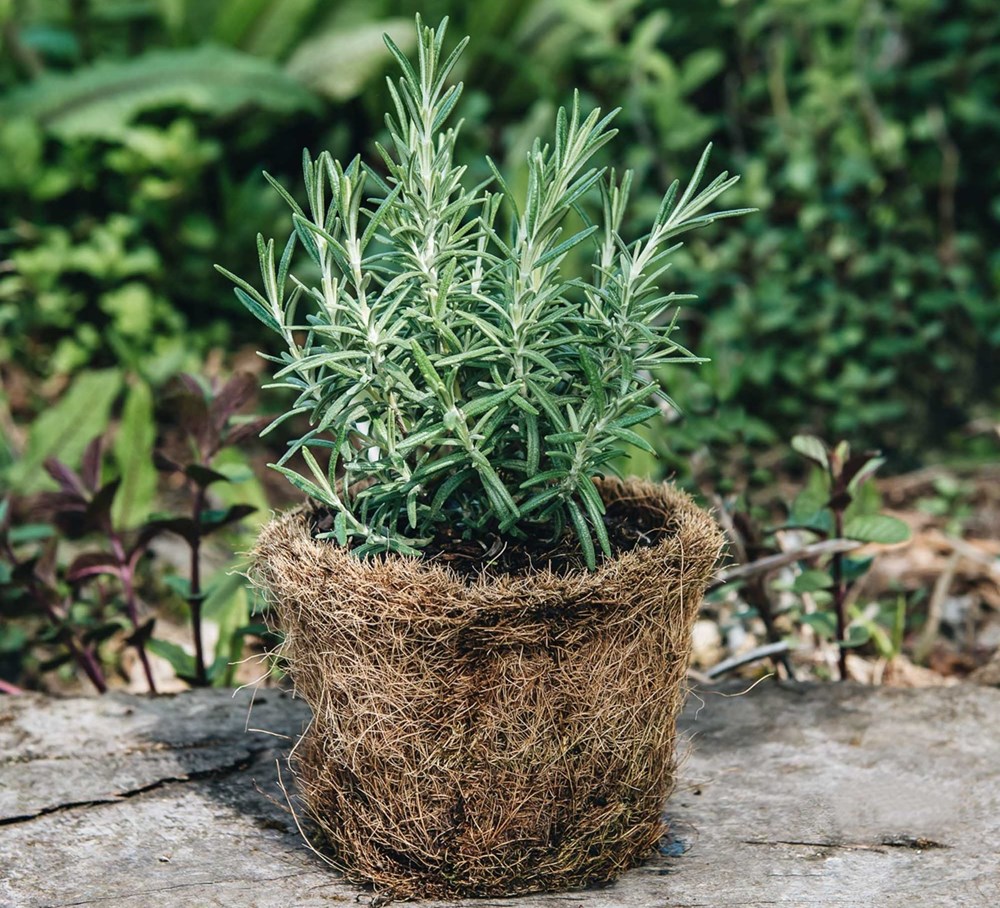 5 loại lá cây cảnh phổ biến có tác dụng kỳ diệu cho sức khỏe - ảnh 3